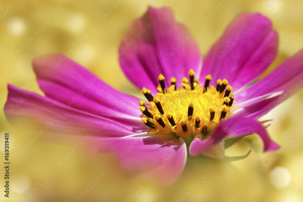 Pink flower on a light yellow blurred background. Soft focus. Close-up. Nature. Pink flower on a light yellow blurred background. Soft focus. Close-up. Nature.
