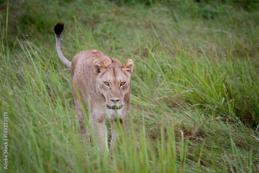 Fototapeta premium Female Lion walking in the grass.