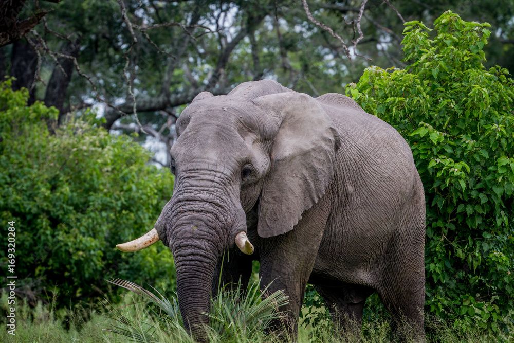 Obraz premium Big Elephant bull starring at the camera.
