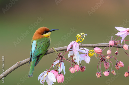 Chestnut-headed Bee-eater or Merops leschenaulti, beautiful bird on branch with colorful background.