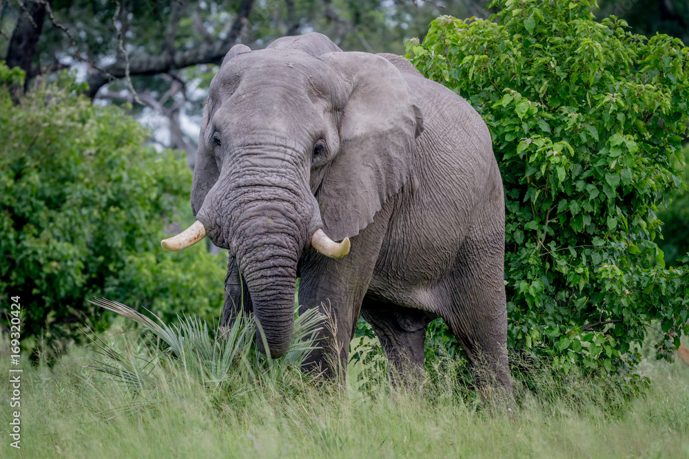 Obraz premium Big Elephant bull starring at the camera.