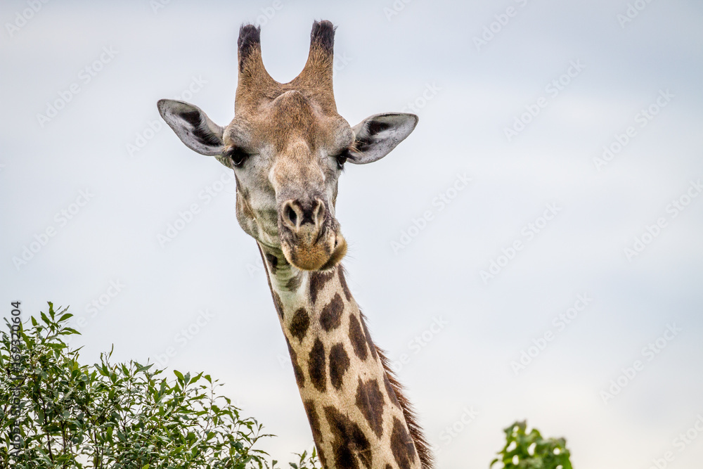 Close up of a Giraffe starring at the camera. Close up of a Giraffe starring at the camera.