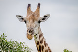 Close up of a Giraffe starring at the camera.