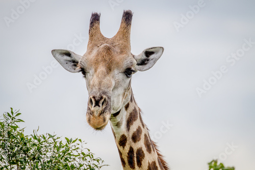 Close up of a Giraffe starring at the camera.