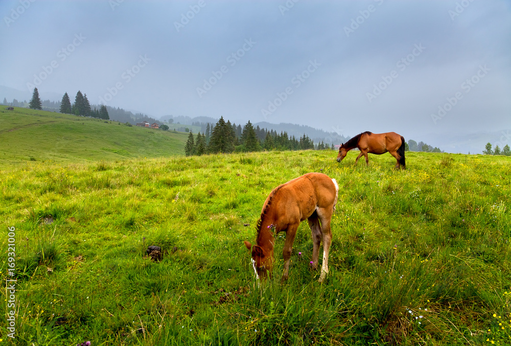 Horse and foal are eating green grass on the mountain pasture on the foggy day