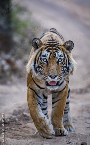 A young and dominant male tiger T57/Jumbo of Ranthambore Tiger Reserve