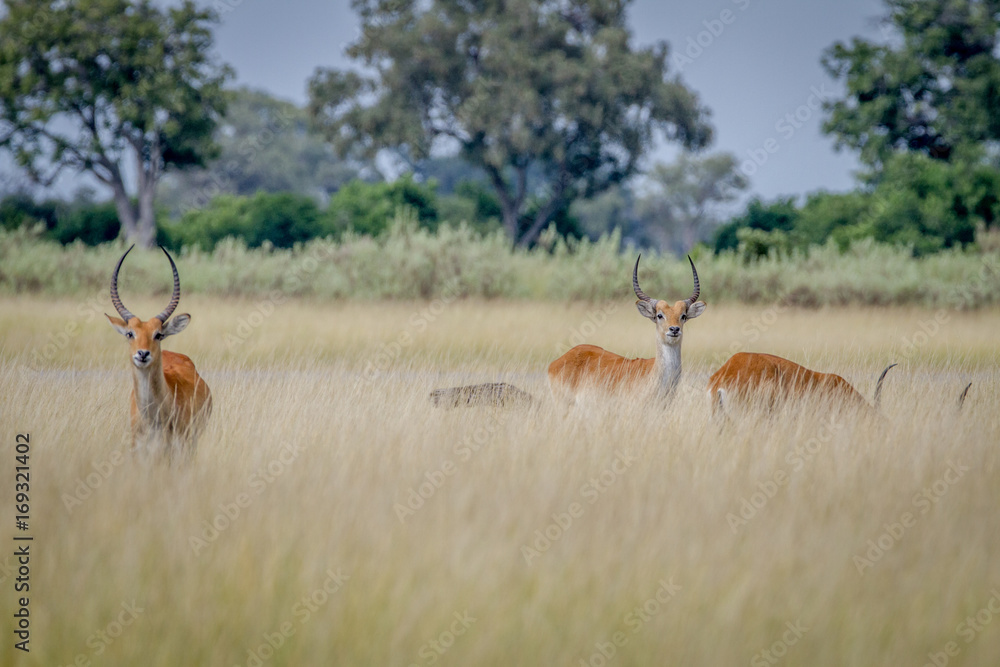 Fototapeta premium Group of Lechwes standing in the long grass.
