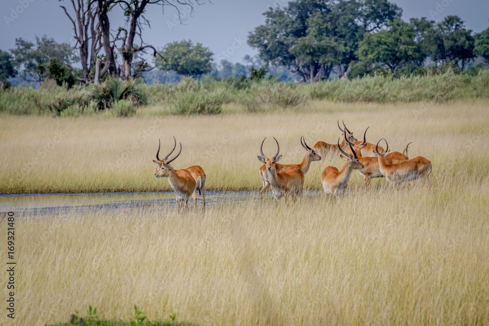 Group of Lechwes standing in the long grass. Group of Lechwes standing in the long grass.