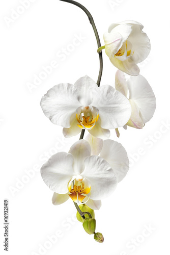 blooming  beautiful white with yellow orchid  phalaenopsis isolated on white background  close up