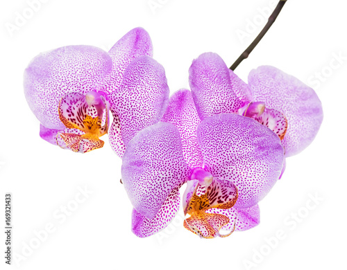 blooming twig of unusual spotted lilac orchid, phalaenopsis is isolated on white background, close up, make up