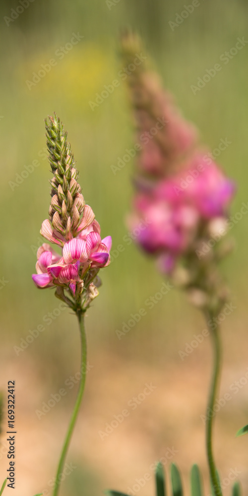 Obraz premium flowers in close-up