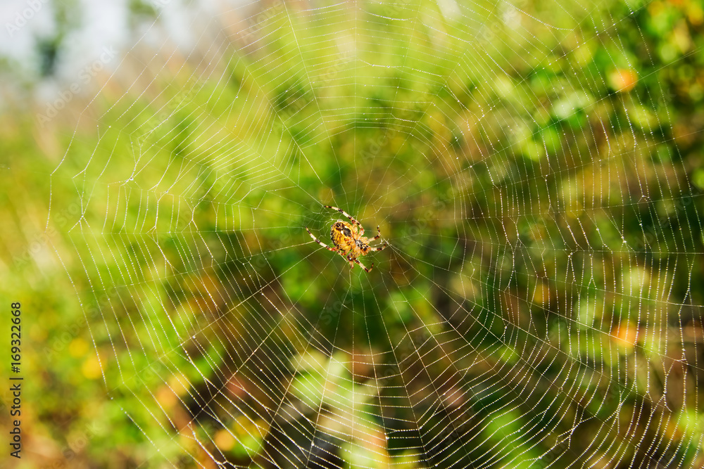 The web with orange spider in the center on a blurred green background. The web with orange spider in the center on a blurred green background.