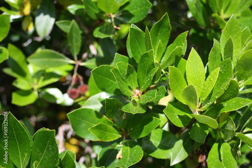 Wallpaper Mural Medronho Baum Torontodigital.ca