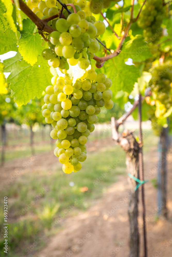 Fototapeta premium Bunches of ripe grapes growing on grapevine at sunset. Ready for harvest.