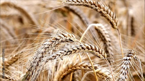 cereal barley macro,  Hordeum vulgare
