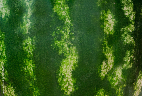 watermelon closeup
