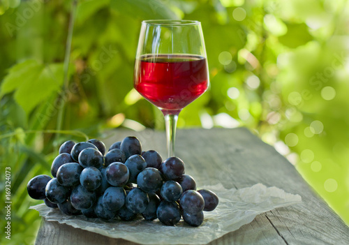 A glass of red wine and a brush of grapes on a wooden table, in a garden with a vine