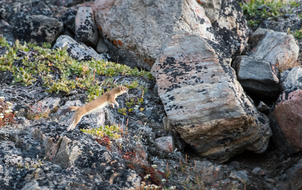 Short Tailed Weasel, Bylot Island Short Tailed Weasel, Bylot Island