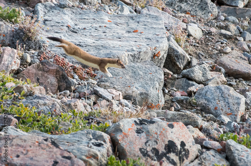 Short Tailed Weasel, Bylot Island