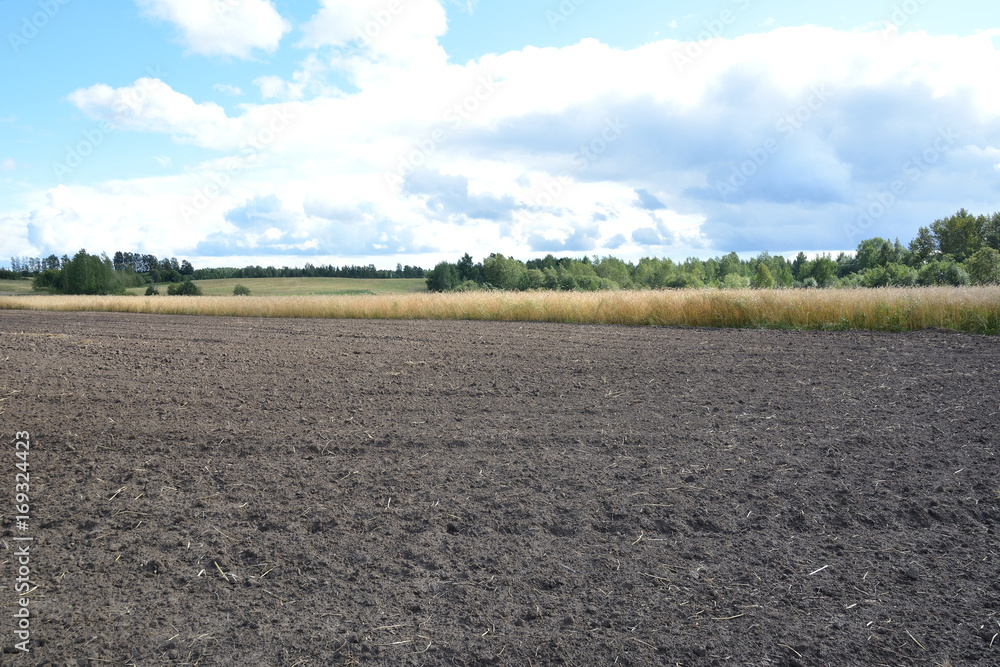 The plowed field next to a field of ripe rye The plowed field next to a field of ripe rye