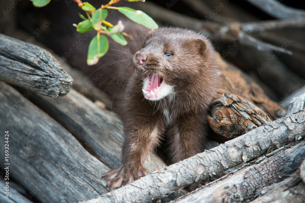 Mink in Hinton, Alberta