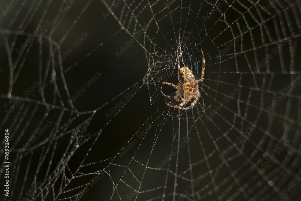 Araneus spider or garden spider on a web Araneus spider or garden spider on a web