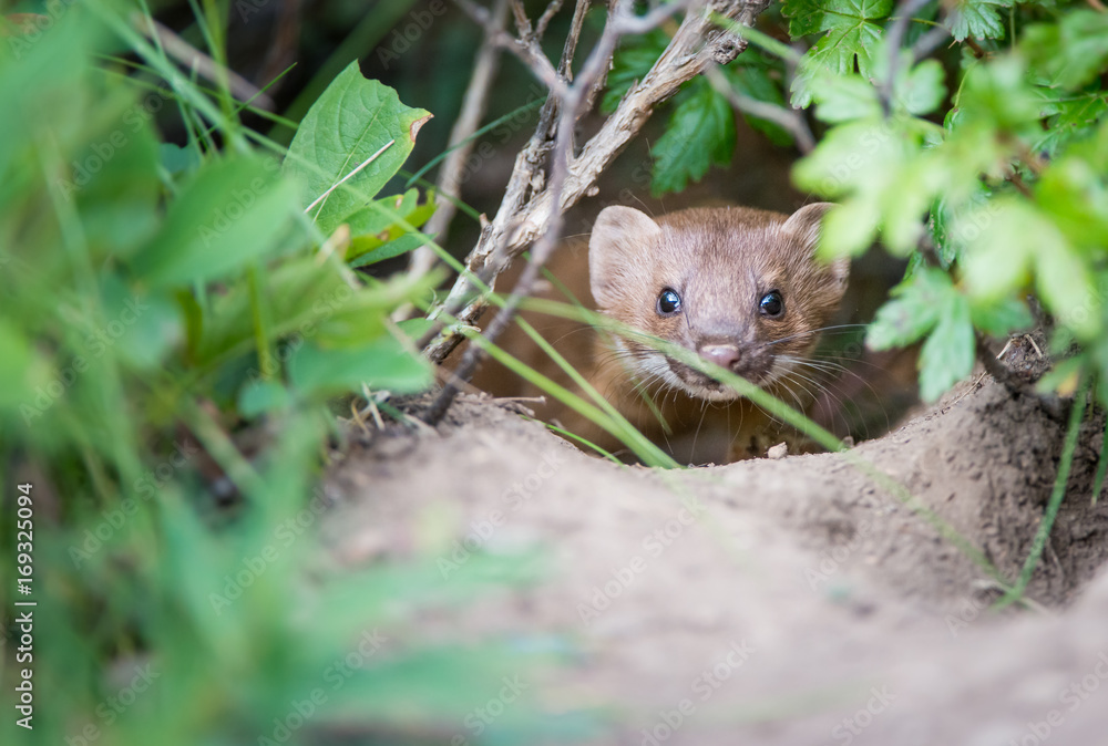 Long Tailed Weasel