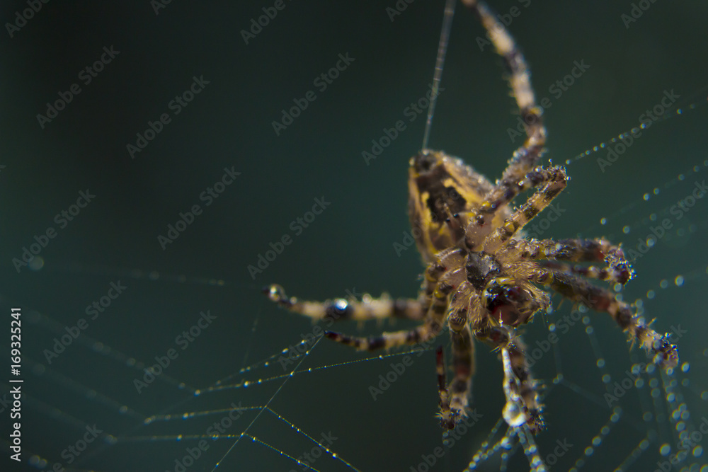 Fototapeta premium Araneus spider or garden spider on a web