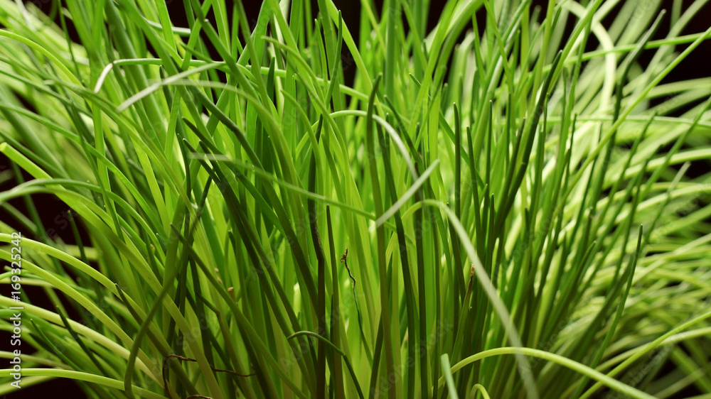 Fresh chives plant isolated on black background Fresh chives plant isolated on black background