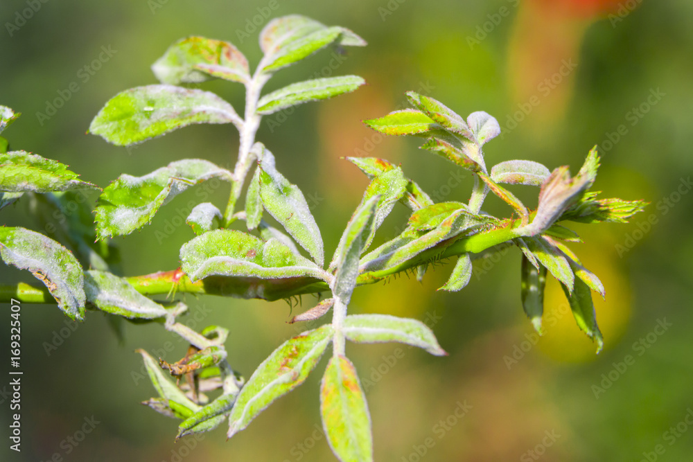 powdery mildew on roses shoot, macro close-up powdery mildew on roses shoot, macro close-up