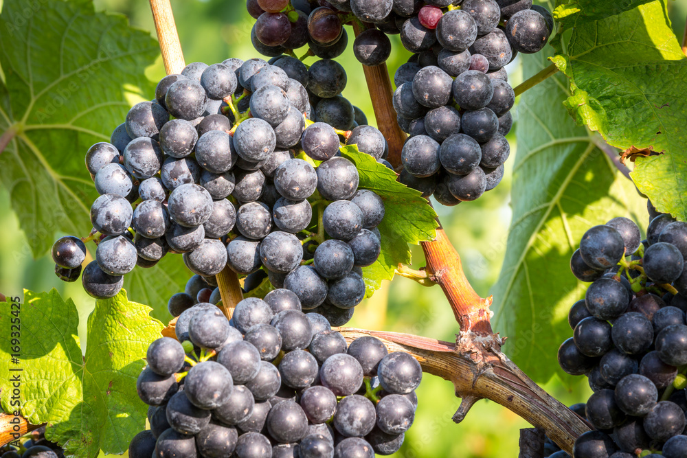 Bunches of ripe grapes growing on grapevine at sunset. Ready for harvest. Bunches of ripe grapes growing on grapevine at sunset. Ready for harvest.