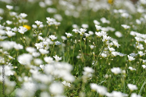 Addersmeat (Stellaria Holostea) - soft selected focus. Beautiful summer background. White flowers on a green background.