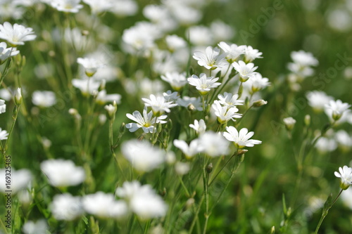 Addersmeat (Stellaria Holostea) - soft selected focus. Beautiful summer background. White flowers on a green background.