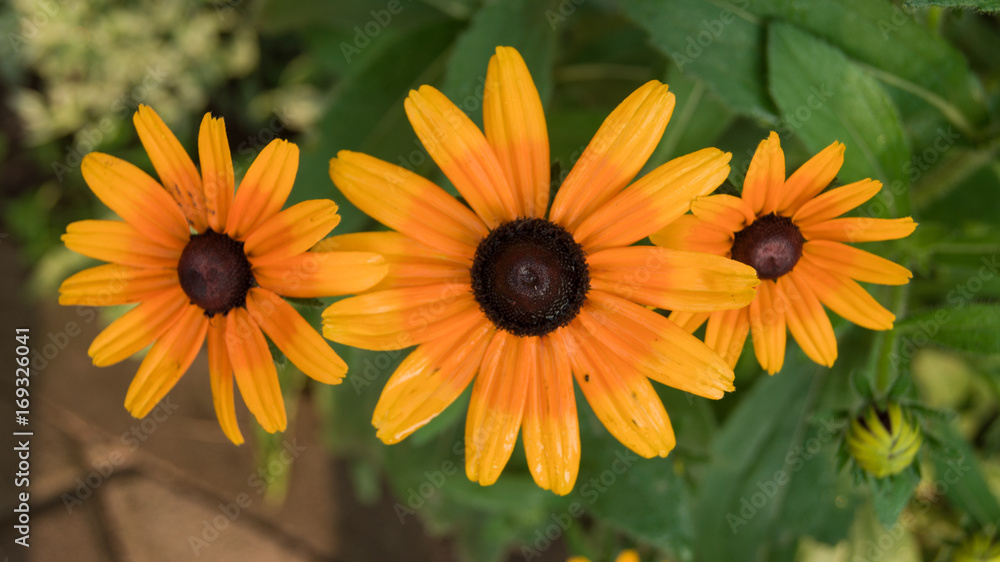 Obraz premium Kwiaty