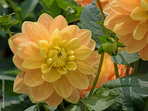 Fototapeta Naklejka Na Ścianę i Meble -  Dahlien, Dahlias
