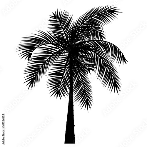 Vector sketch of a palm tree on a transparent background