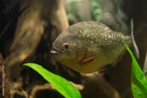 close up on piranha fish