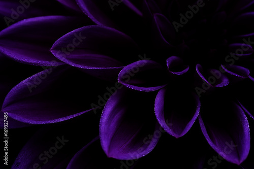 High Contrast Purple, Violet Dahlia with dew on the petals