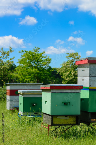 Apiary. Beehives in the apiary. Apiculture. © kosolovskyy