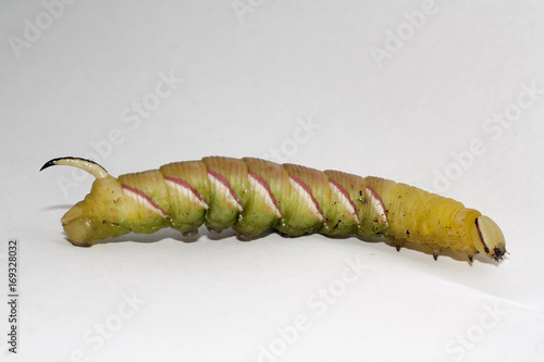 caterpillar of sphinx ligustri photo