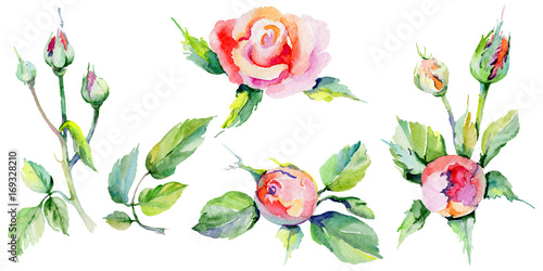 Wildflower rosa flower in a watercolor style isolated. Full name of the plant: rosa. Aquarelle wild flower for background, texture, wrapper pattern, frame or border. © yanushkov