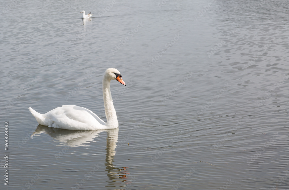 Beautiful swam swimming slowly across a lake Beautiful swam swimming slowly across a lake
