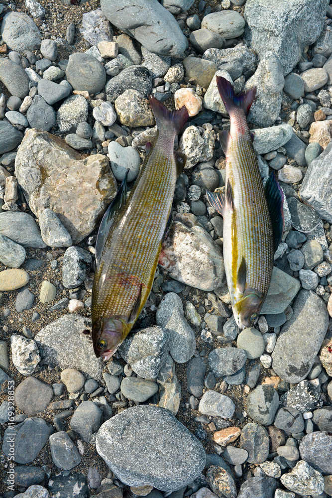 Obraz premium Siberian grayling.