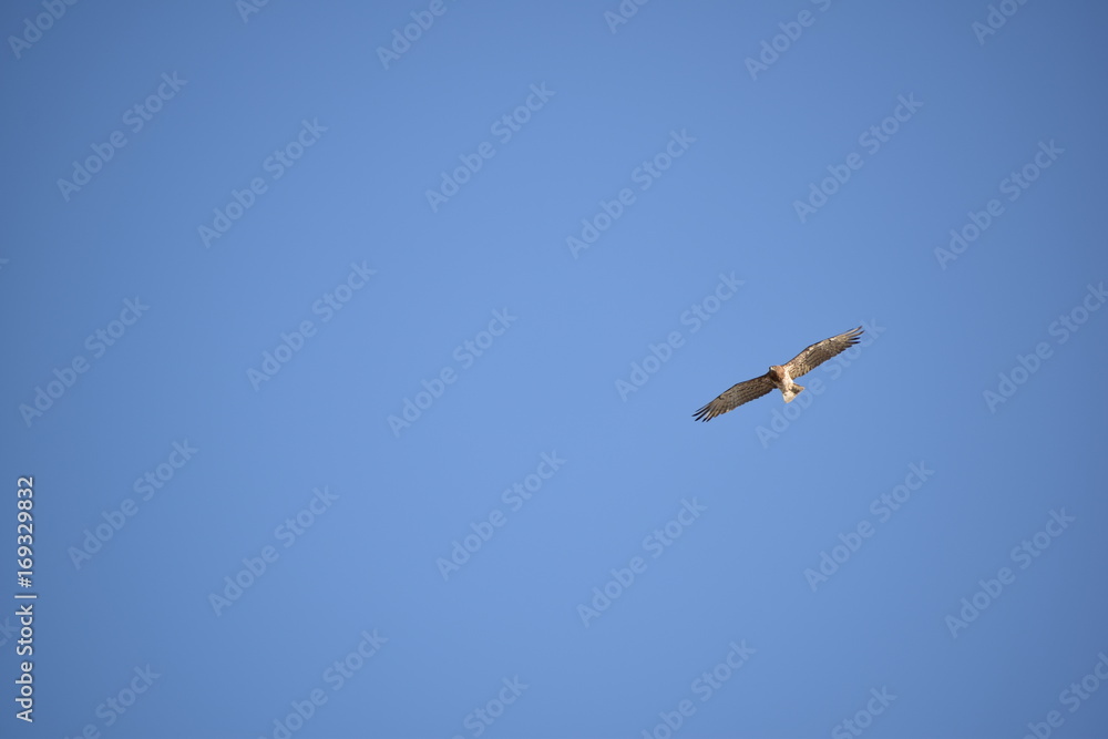 Image shows a hawk flying at the blue sky. Image shows a hawk flying at the blue sky.