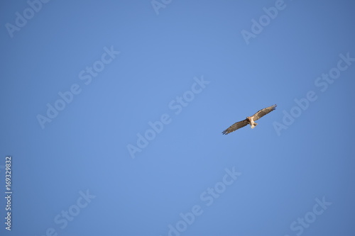 Image shows a hawk flying at the blue sky.