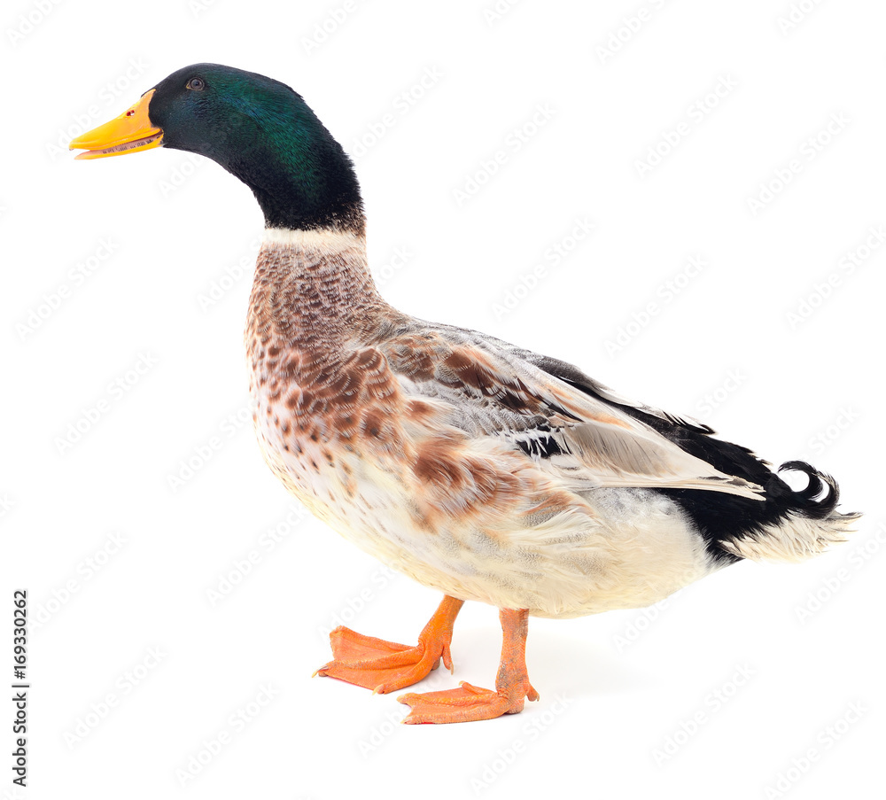 Obraz premium Brown duck on white.