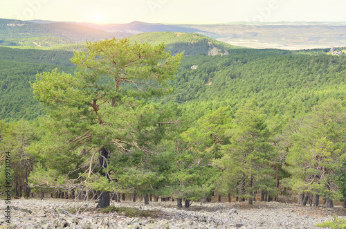 Sunset at Albarracin mountain range. Scots pine forest. Lookout of Sierra Alta summit (1.856 m), in the village of Bronchales (Province of Teruel - Spain). Green landscape with vivid and warm tones.