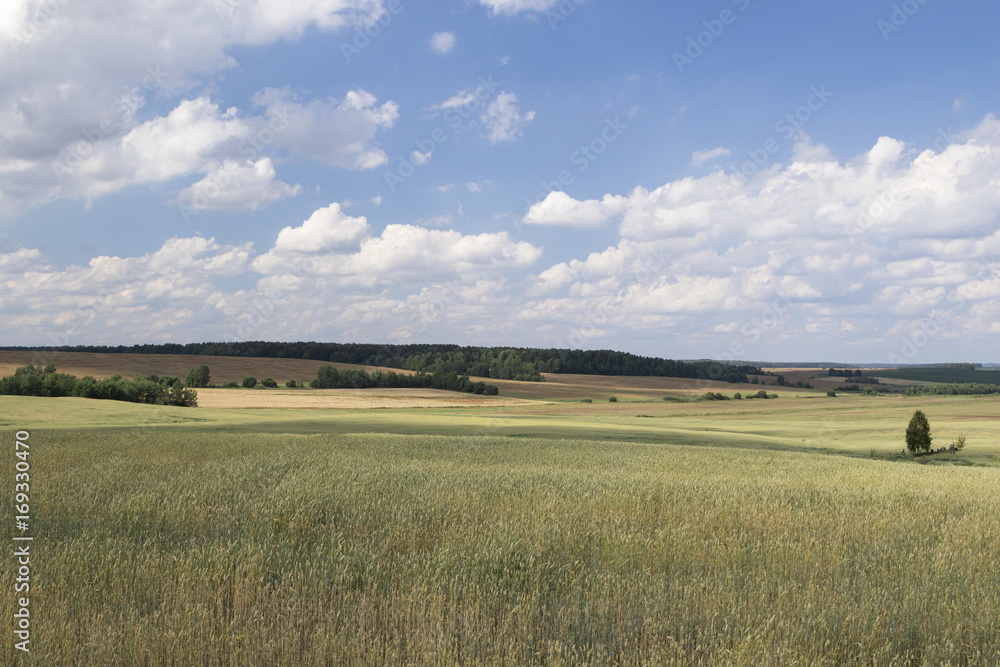 Obraz premium Golden wheat field against a blue sky and clouds