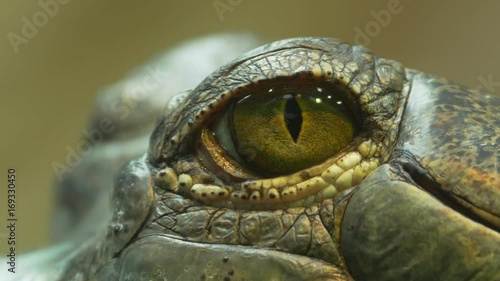 Detail of gharial's eye - ungraded footage photo