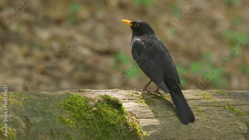 Common blackbird - ungraded footage